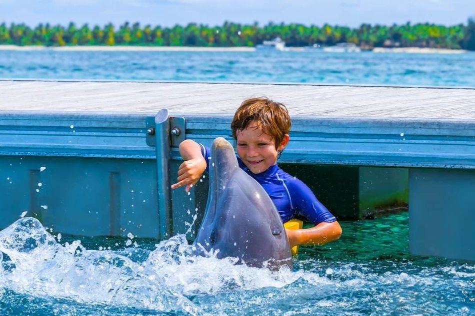 Dolphin Island Experience: Dolphin Interaction - with Transportation