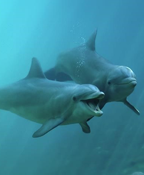 Dolphin Tour