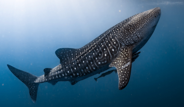 Whale Shark in Holbox