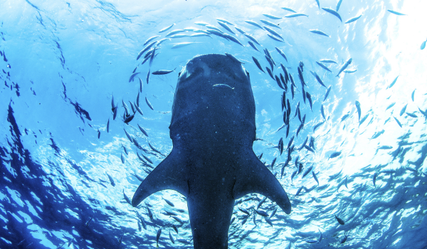 Whale Shark in Holbox