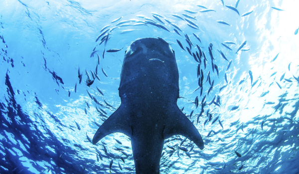 Whale Shark in Isla Mujeres