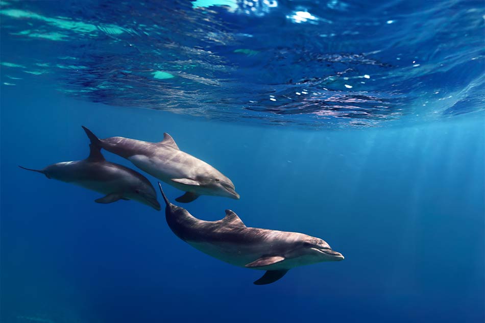 Ride Delphinus Unique