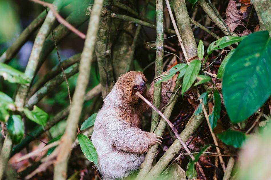 Experiencia Única Selva Tropical