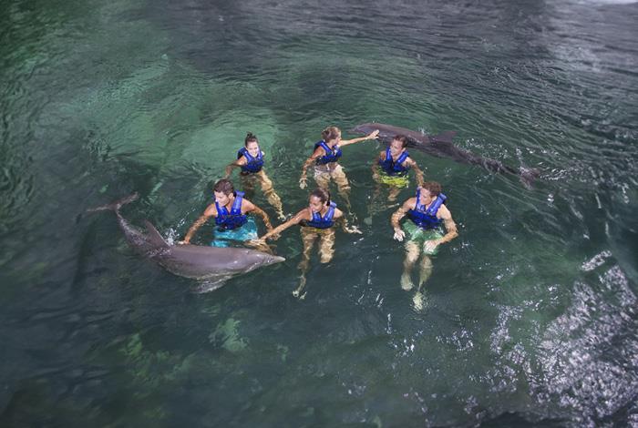 Dolphinclusive